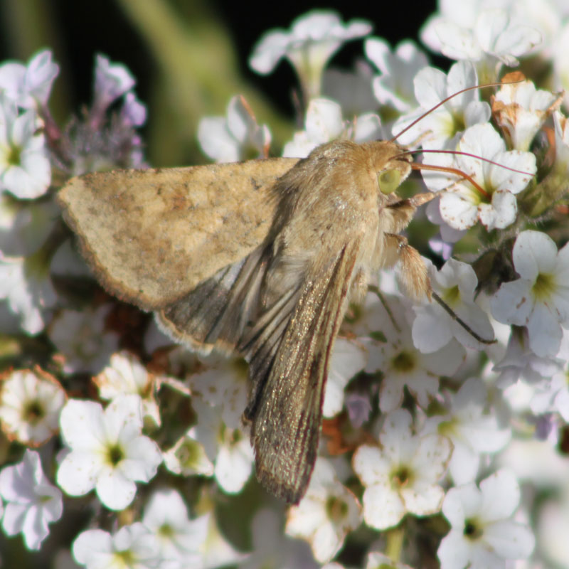 identificazione farfalla - Helicoverpa armigera